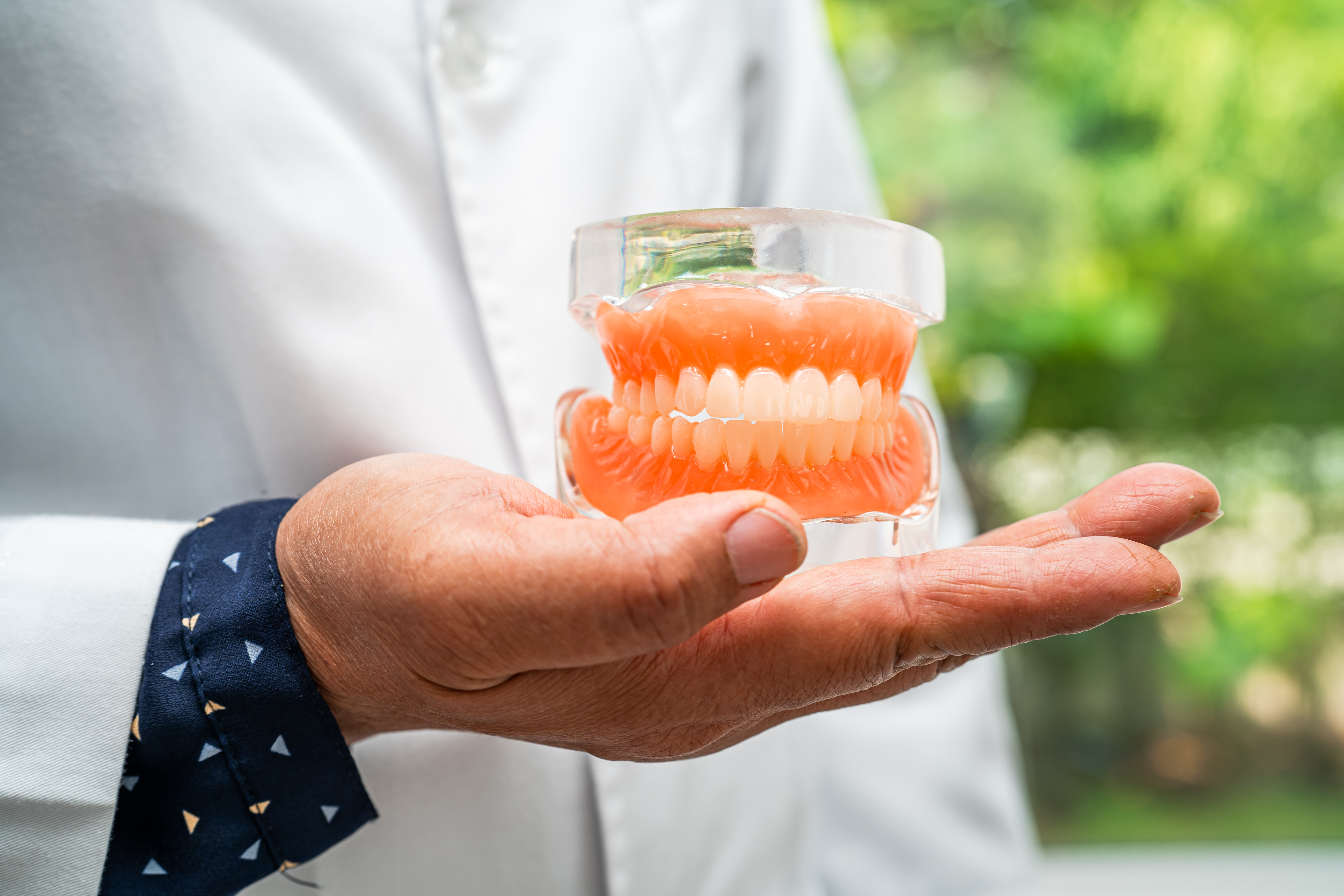 Denture dentist holding dental teeth model to study and treat in hospital