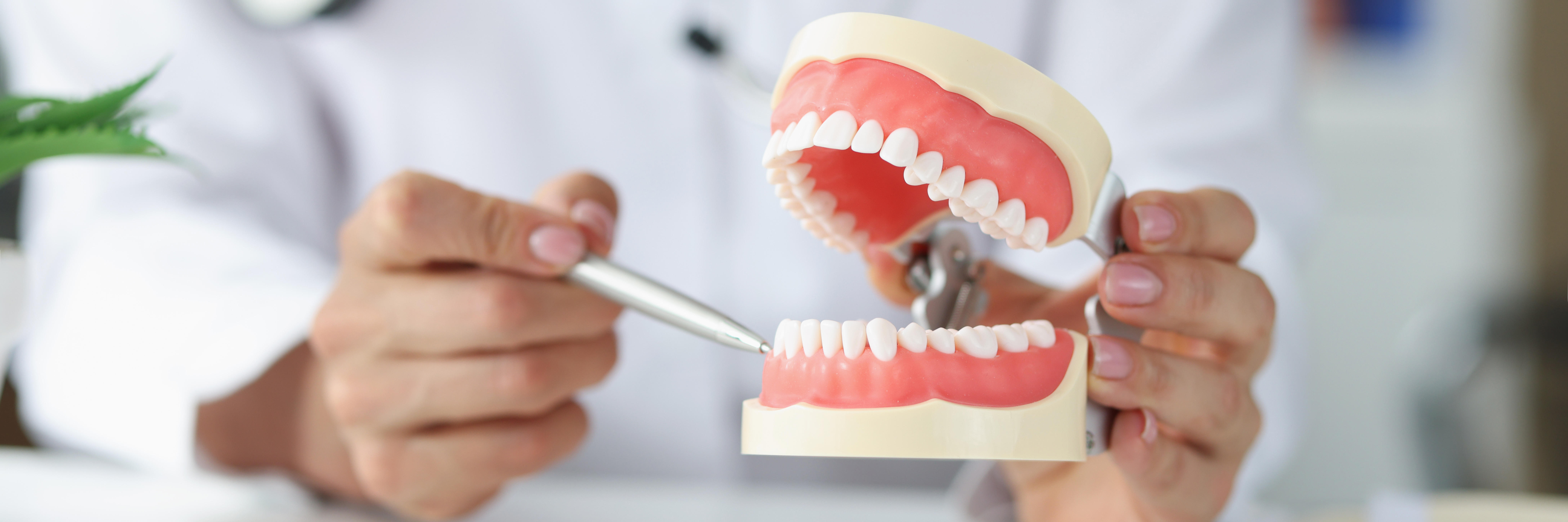 Dentist shows problem areas in teeth on artificial jaw oral cavity care concept