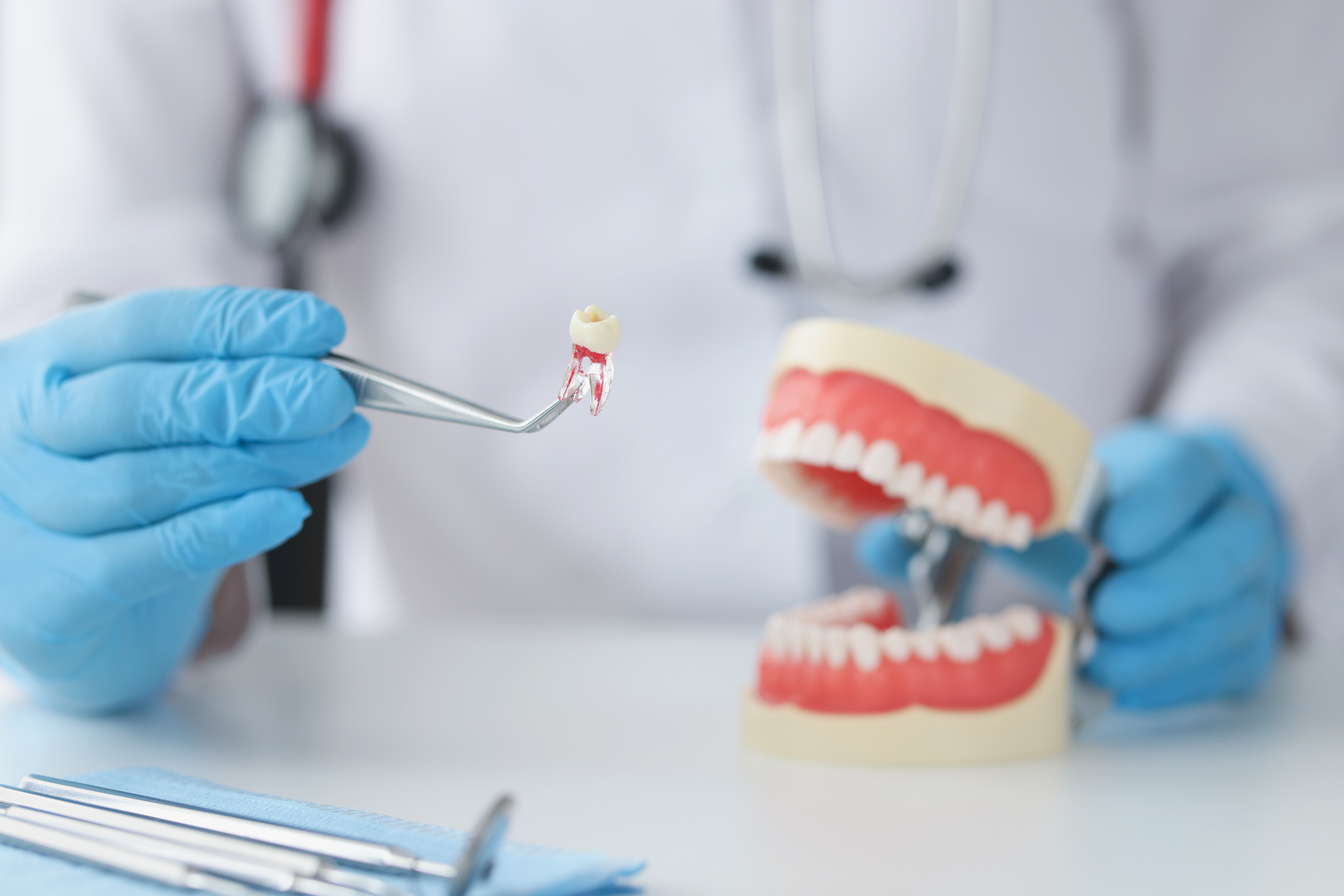 Closeup of dentist holding tooth with tweezers and showing jaw model dental clinic and